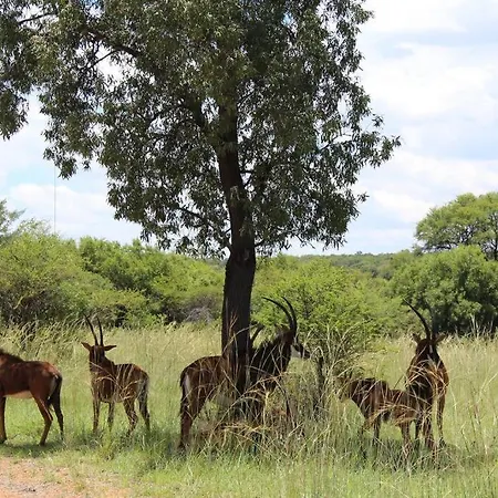 Zebula Lodge 132 Mabula Game Reserve Exterior photo