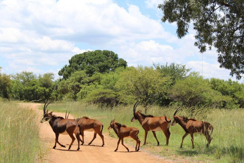 Villa Zebula 132 Mabula Game Reserve
